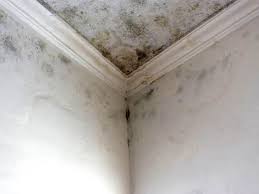 Mold Removal Services